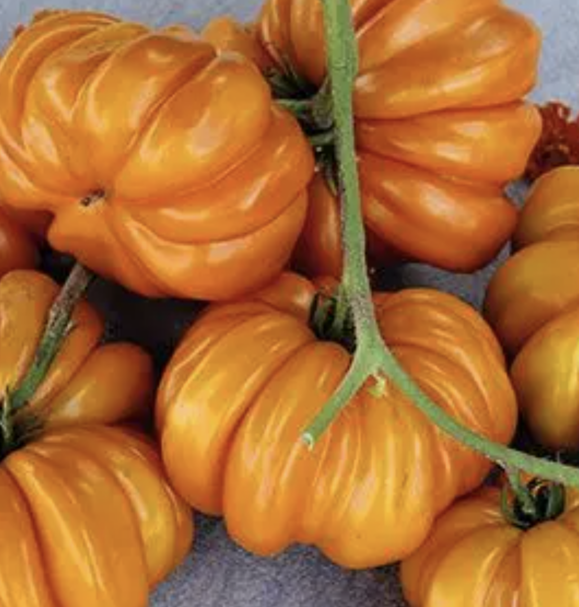 Orange Accordion — Chicago Tomato Man